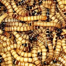 Superworms 100g - หนอนยักษ์ 100 กรัม (14736)