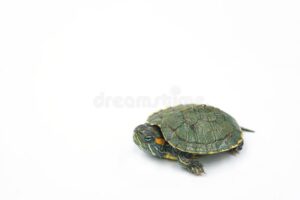 Japanese Turtle - เต่าน้ำญี่ปุ่น (015598)