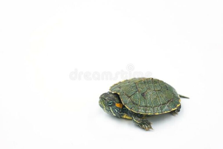 TURTLE1