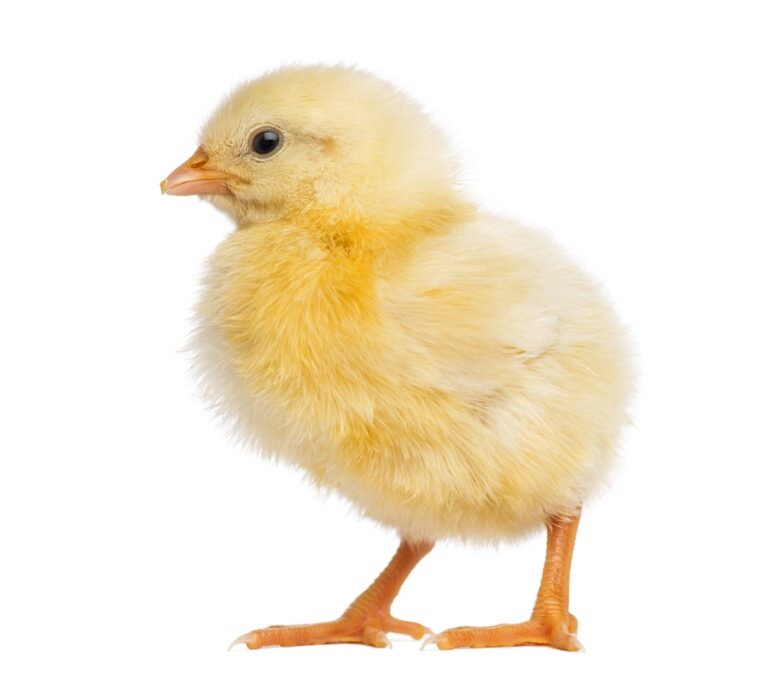 Chick 2 days old, isolated on white