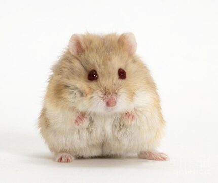 hamster bl