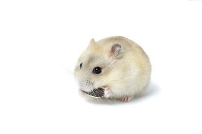 Hamster Winter White Yellow - แฮมสเตอร์วินเทอร์ไวท์ สีเยลโล่ (14091)