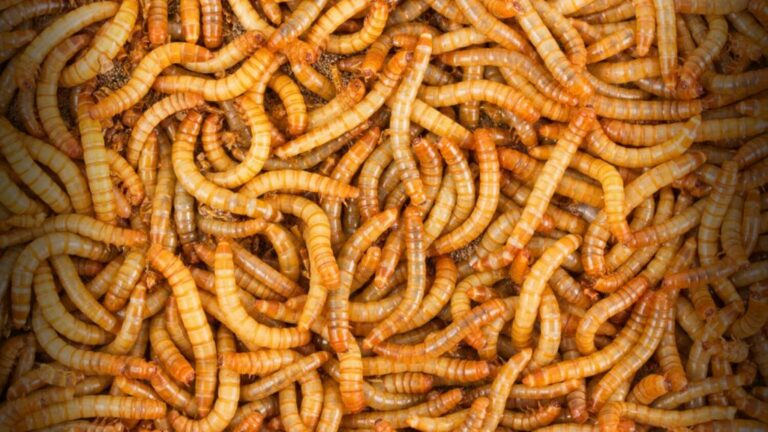 mealworms