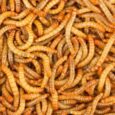 mealworms