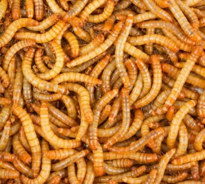 Mealworms - หนอนนกสด 100g
