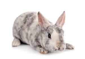 minirex กระต่ายมินิเร็กซ์