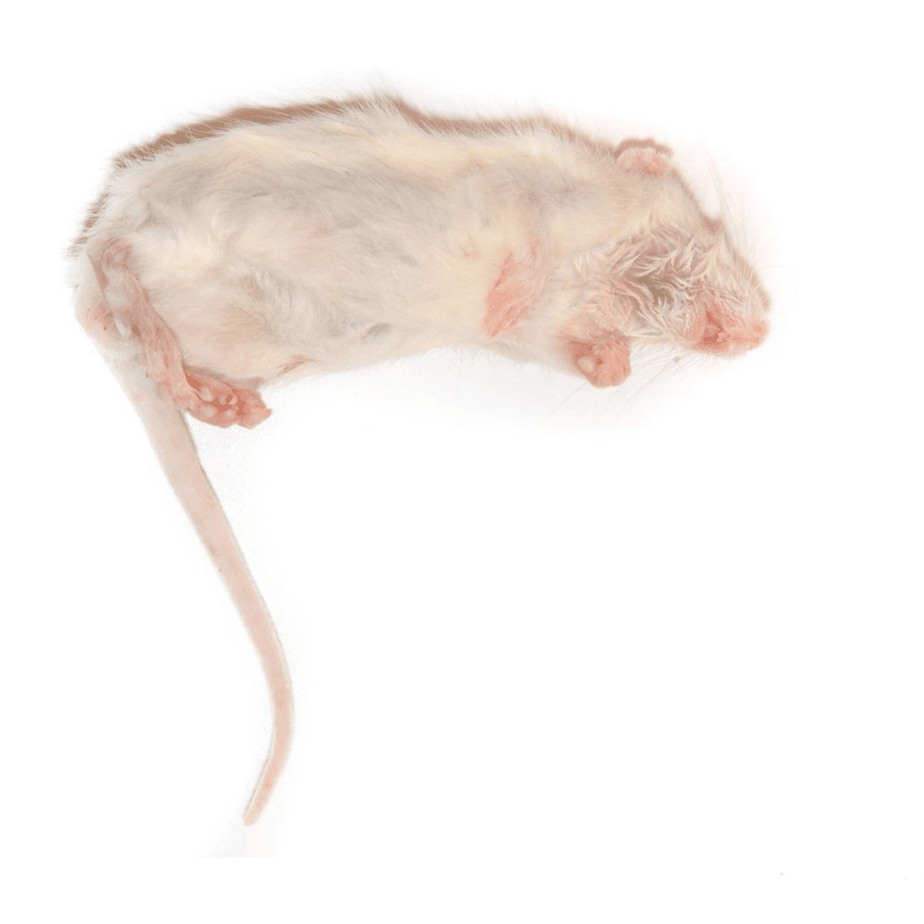 Frozen Mice - หนูไมส์แช่แข็ง XXL (34-38g)(14387)
