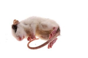 Image of frozen rat / white mice, reptile food for snakes หนูแรทดัมโบ้แช่แข็ง M (60-69g)(14362)