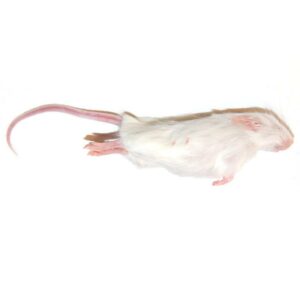 rat4 Frozen Mice - หนูไมส์แช่แข็ง L (24-28g)(14385)