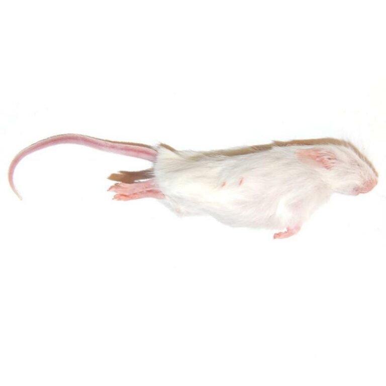 rat4