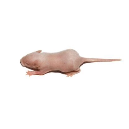 Frozen Crawling Mouse - หนูไมส์คลานแช่แข็ง (1แพ็ค/100ตัว)