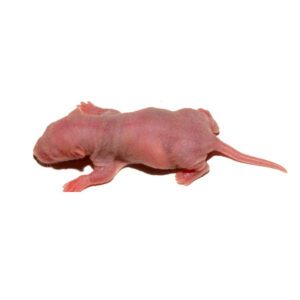 หนูแดง Frozen Red Mice - หนูไมส์แดงแช่แข็ง (1-2g)(14380)