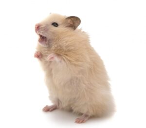 ไจแอน2 Hamster Syrian - แฮมสเตอร์ไจแอนด์ยุโรปเพศเมีย (16299)