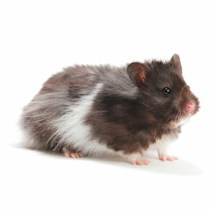 Hamster Syrian - แฮมสเตอร์ไจแอนด์ยุโรปเพศผู้ (16298)