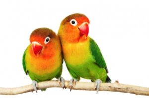 1 Lovebird - นกเลิฟเบิร์ด (017359)