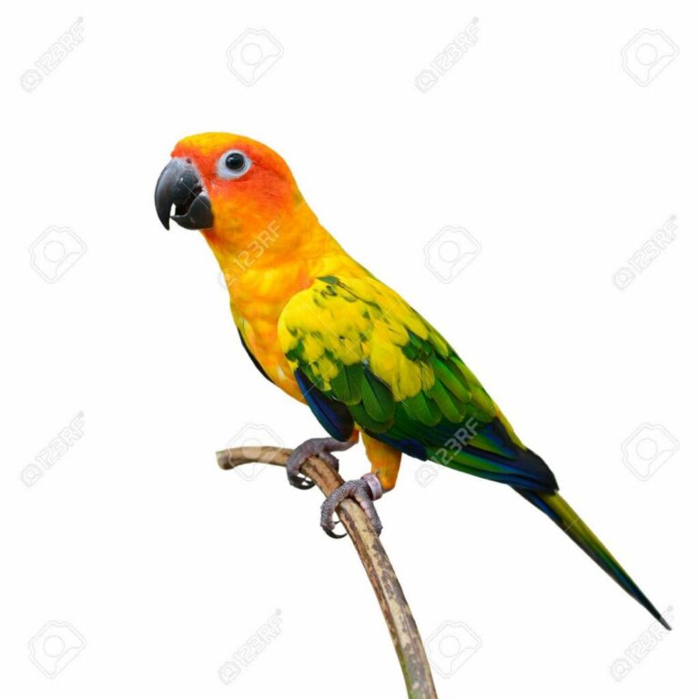 Beautiful Sun Conure bird isolated on white background.