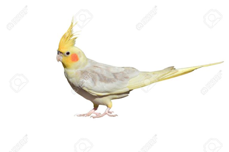White Cockatiel isolated