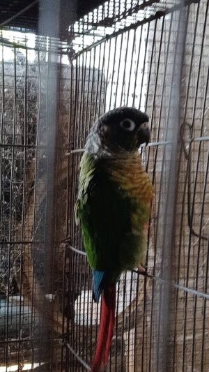 นกแก้วกรีนชีคคอนัวร์สีเยลโล่ว์ไซด์ Green Cheek Yellow Side