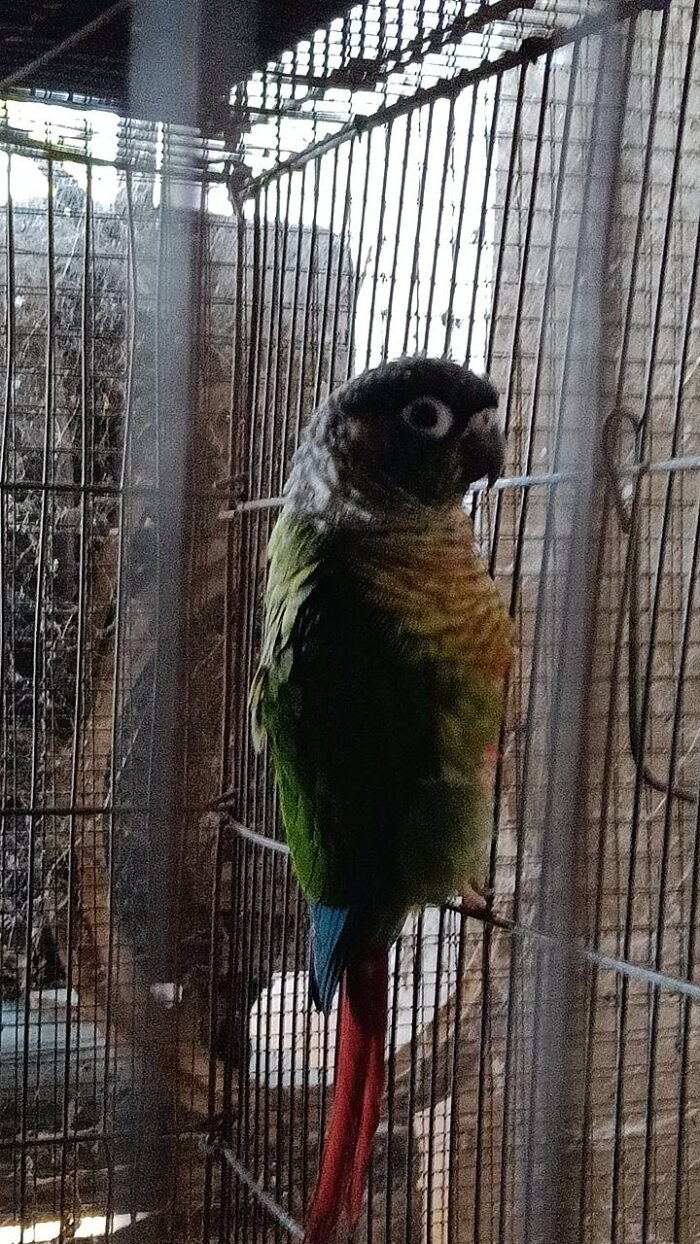 Green Cheek Yellow Side
