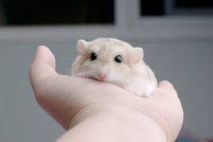 21558 Fat-tailed Gerbil Male - หนูแฟตเทลเจอร์บิล เพศผู้ (021558)