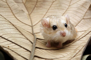 22432 Fat-tailed Gerbil - หนูแฟตเทลเจอร์บิล เพศเมีย (022432)