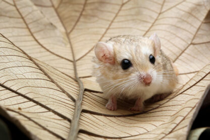 SOOS Fat-tailed Gerbil - หนูแฟตเทลเจอร์บิล เพศเมีย (22432)