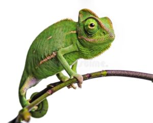 CHAMELEON Male Veiled Chameleon - กิ้งก่าคาเมเลี่ยนเวล เพศผู้