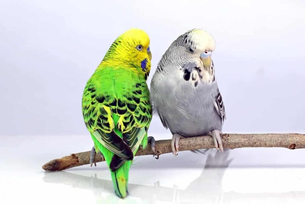 English Budgie - นกหงส์หยกอังกฤษ (27880)