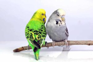 English Budgie English Budgie - นกหงส์หยกอังกฤษ (027880)