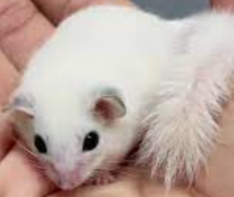 White Dormouse - กระรอกจิ๋วขาวล้วน (20897)