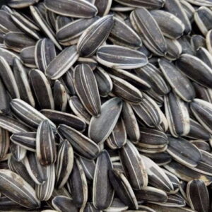 U.Lek Sunflower A 25kg - อาหารนก เมล็ดทานตะวันเอป้อม 25กก. (20618)