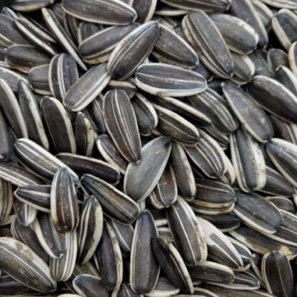 U.LEK Sunflower A - เมล็ดทานตะวันเอป้อม 5kg (แบ่งขาย) (11363)