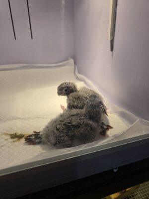 ลูกป้อนนกแก้วกรีนชีคสีเยลโล่ว์ไซด์ Baby Green Cheek Yellow Side