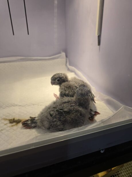 Baby Green Cheek Yellow Side