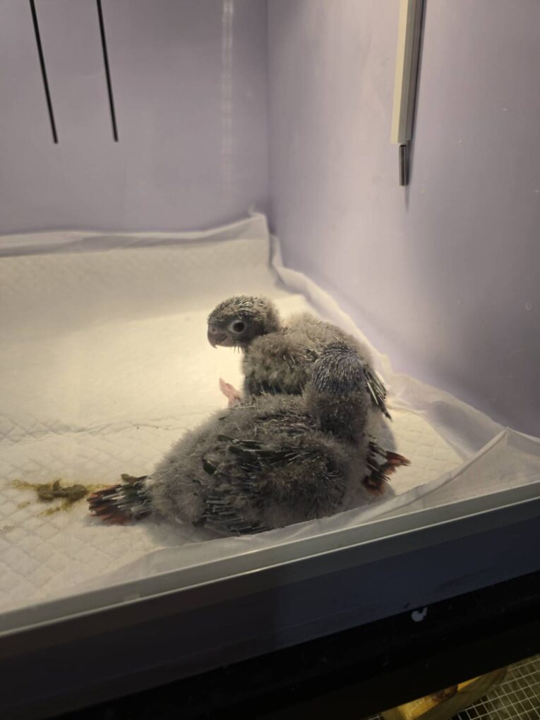 Baby Green Cheek Yellow Side