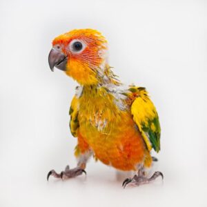 Close up shots of five weeks old parrot baby. This is Sun Conure parrot. Baby Sun Conure - นกแก้ว ลูกป้อนซันคอนัวร์