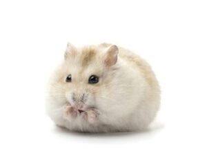 Dwarf fluffy hamster isolated on white background, front view หนูแฮมเตอร์