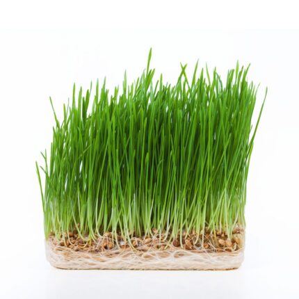 how to grow wheatgrass