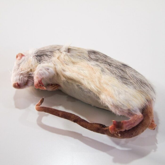 หนูแรทดัมโบ้แช่แข็ง SS (61106)