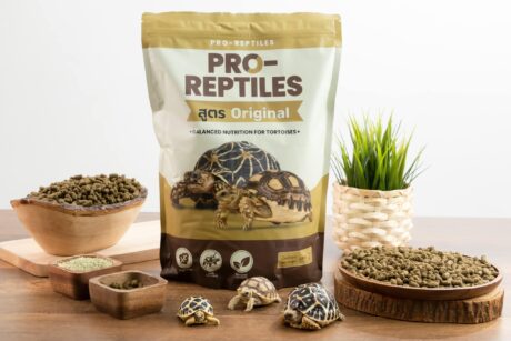 PRO-REPTILES Original Tortoise Food 1kg - อาหารสำหรับเต่าบก สูตรดั้งเดิม 1 กิโลกรัม (63539)