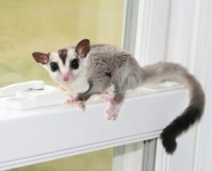 admin-ajax (1) Sugar Glider White Face - ชูการ์ไกลเดอร์ สีไวท์เฟส เพศเมีย (065127)