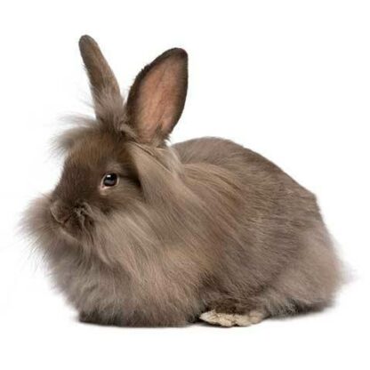 Lionhead Rabbit - กระต่ายไลอ้อนเฮดท์ (61082)