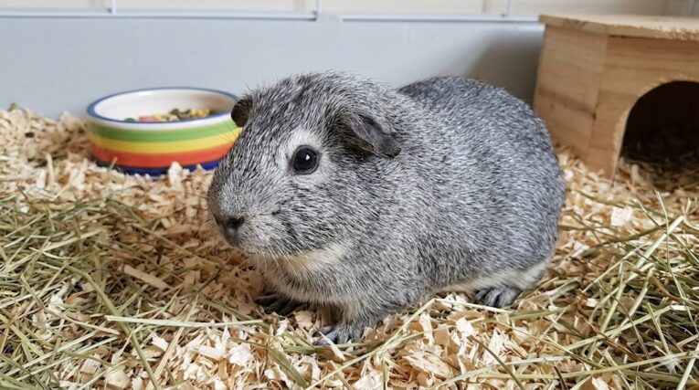 Guinea Pig Silver