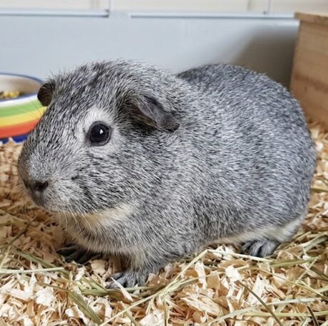 Guinea Pig Silver