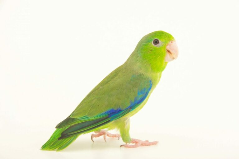 Pacific parrotlet (Forpus coelestis) from Le Parc des Oiseaux in Villars Les Dombes, France.