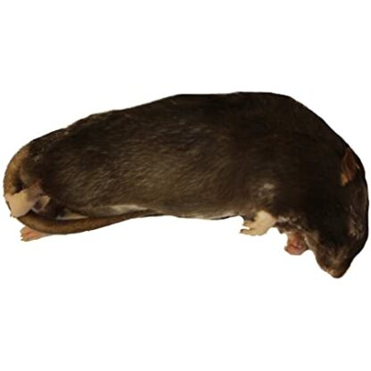 พบคำแนะนำในการเลือกกรงนกที่สมบูรณ์แบบ 10 หนูแรทดัมโบ้แช่แข็ง XL (75999)