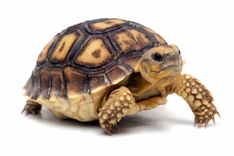 Centrochelys sulcata spain juvenil 01big