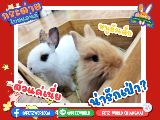 กระต่ายไทย