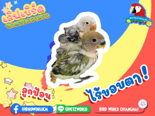 เลิฟเบิร์ดไร้ขอบตา
