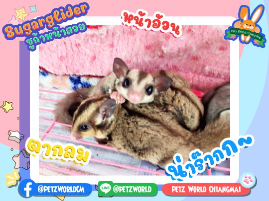 Sugar Gliders